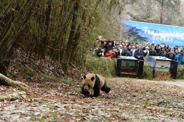 超仔细的四川旅逛攻略最佳门道四川旅逛怎么半岛官方体育安插看完如何玩了！(图9)